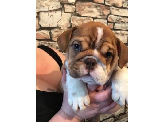 Engleski psi buldog i psići za prodaju kontaktirajte me putem (whatsapp 32460219218) ili (...